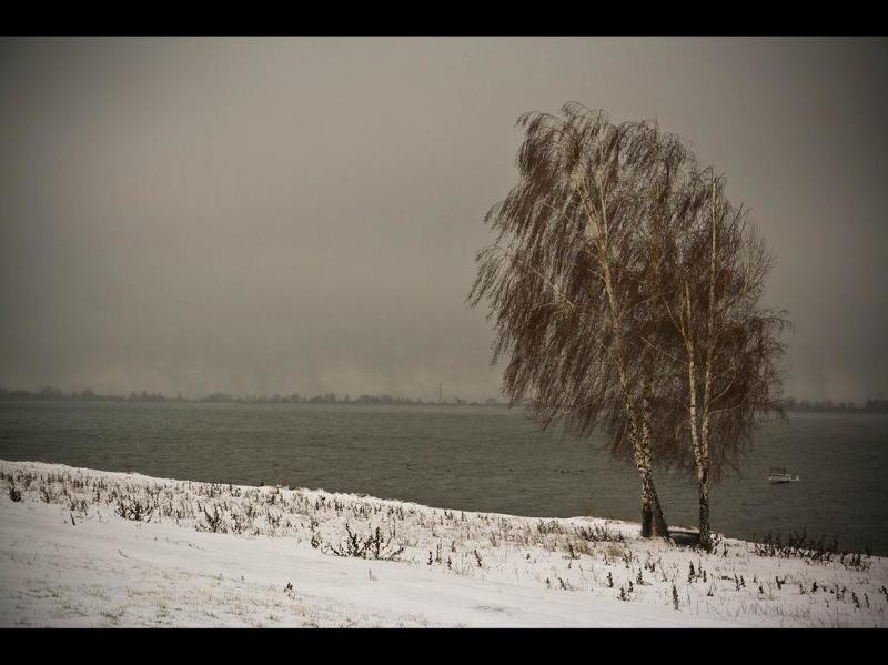 Береза, Деревья, Зима, Курск, Снег Берёзки фото превью