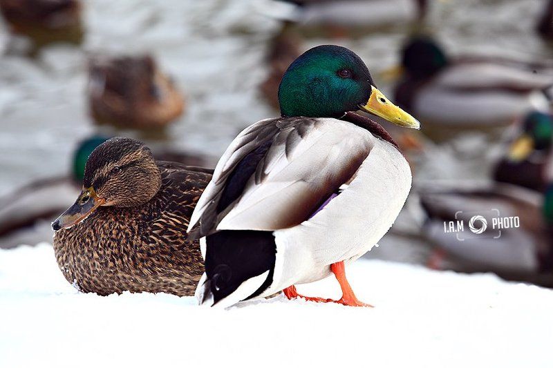 Duck tales фото превью