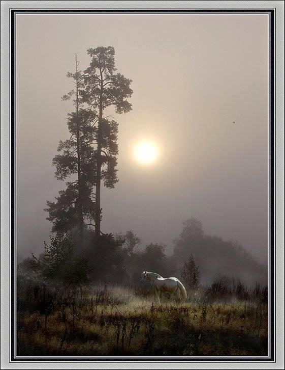 туман, Игорь