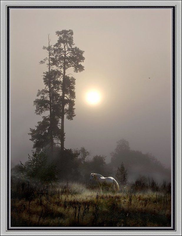 туман Коник фото превью