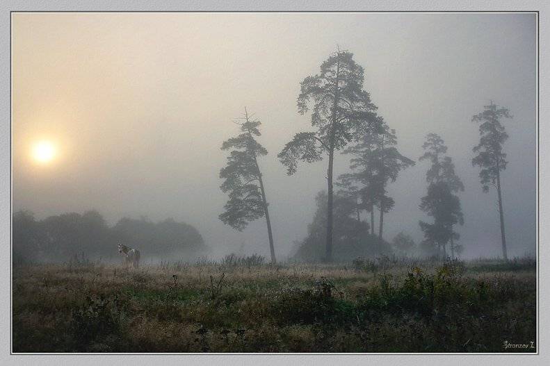 туманы.., Игорь