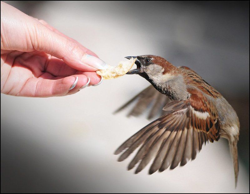 *** фото превью