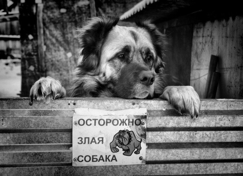 собака фото превью