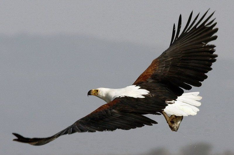 орел, рыба, охота, рыбак Боевой разворот фото превью