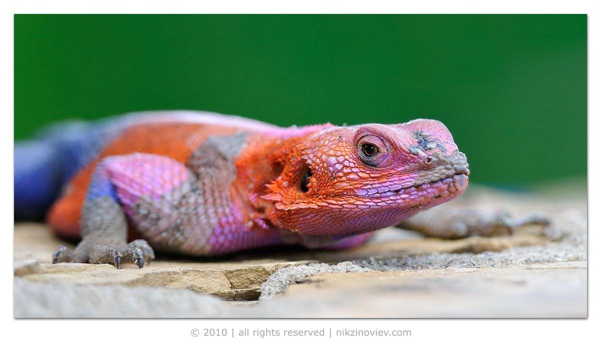 африка, ящерица, тарангире, танзания, Николай Зиновьев