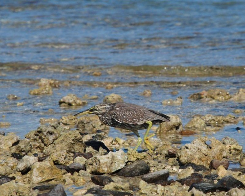 в поисках звезды фото превью