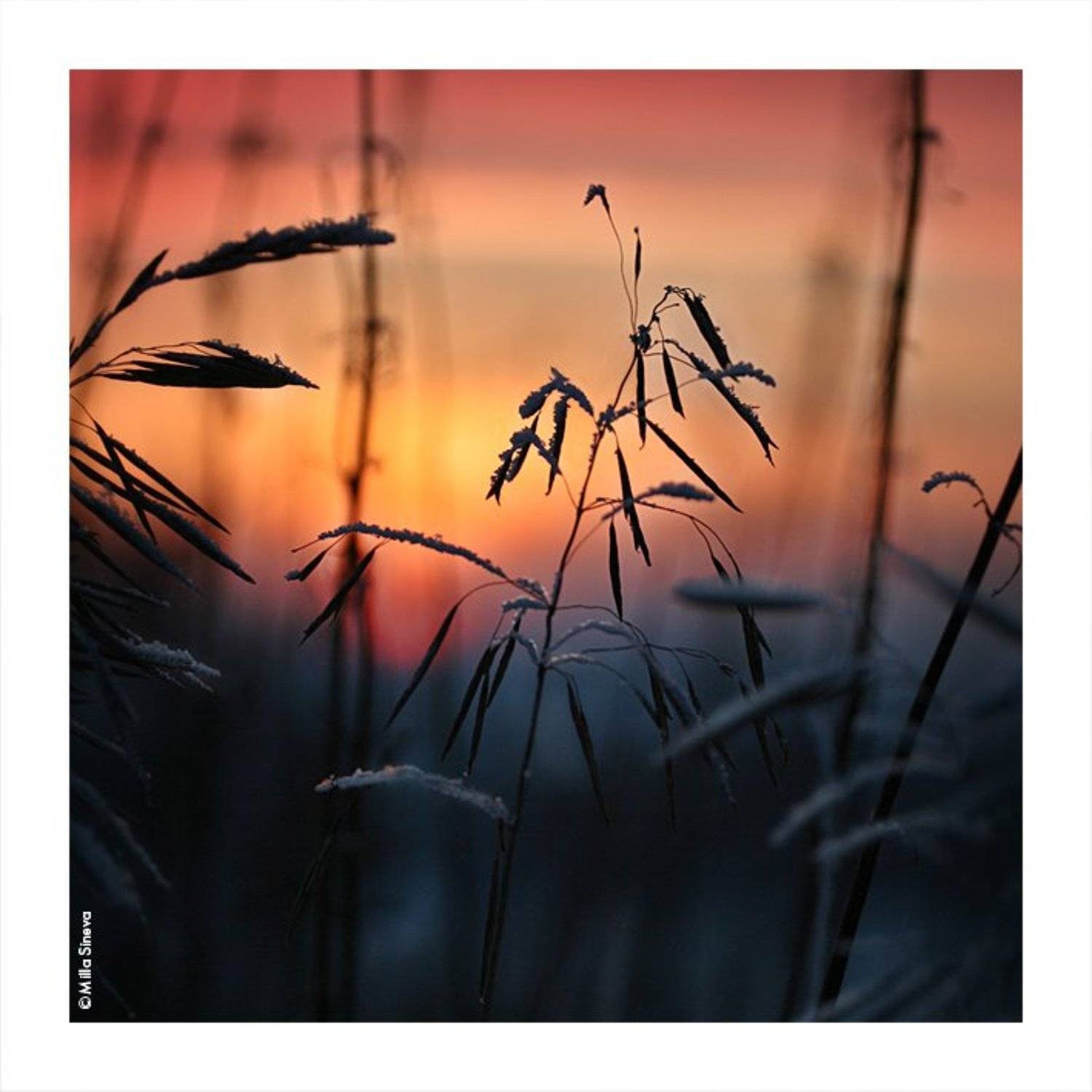 зима, закат, травы, луг, поле, Milla Sineva