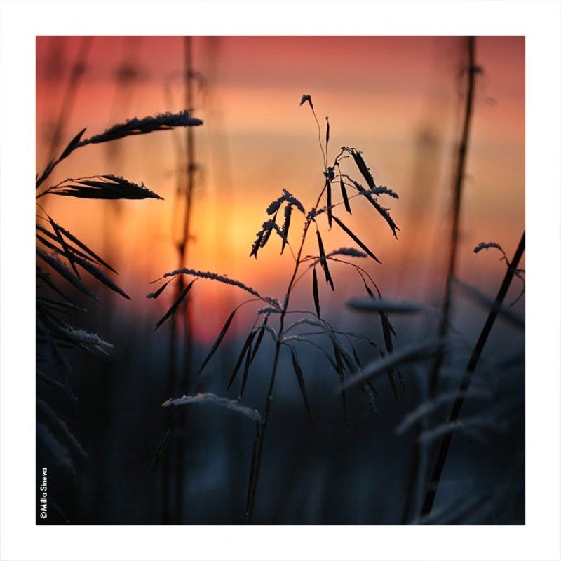 зима, закат, травы, луг, поле зима фото превью