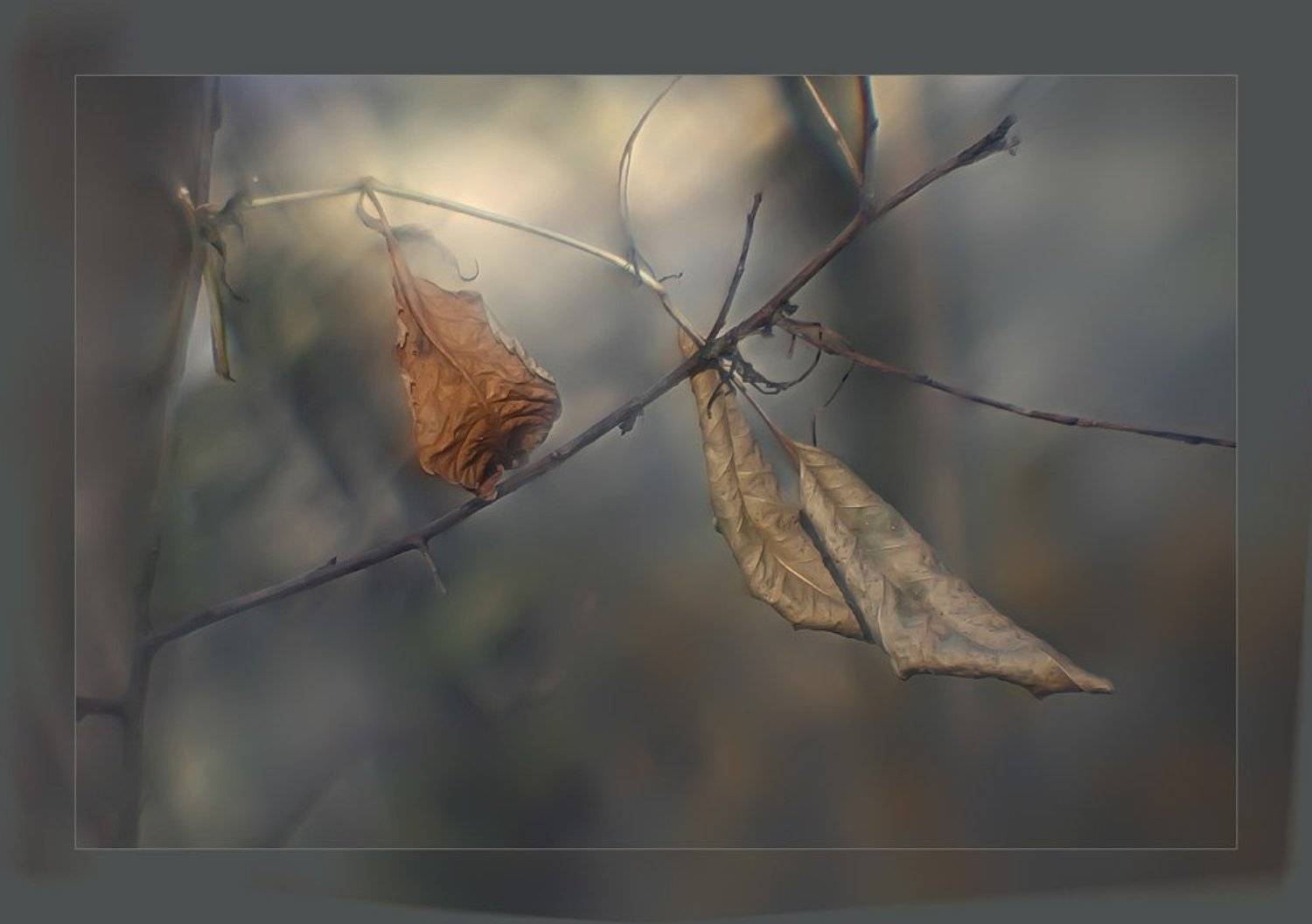 монокль, осень, листва, nadyk