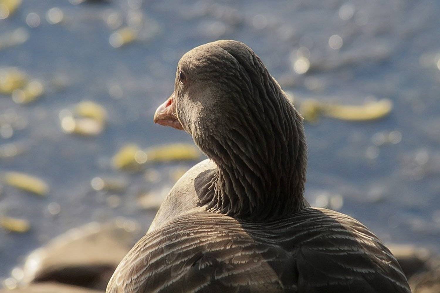 птицы, гусь, nadyk