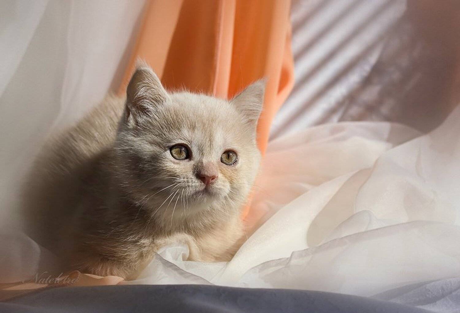 британская, кошечка, Nateletro