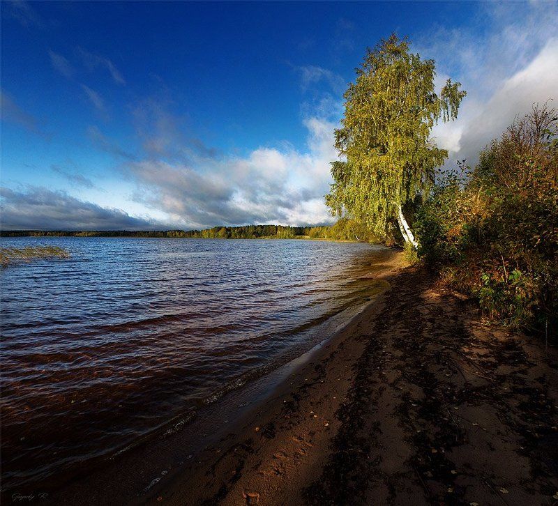 осень,березка,небо,озеро березка фото превью