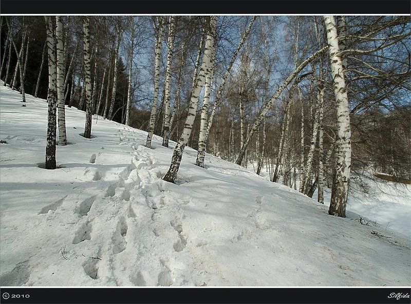 горы, лес, снег, зима Зима в горах Алатау. фото превью