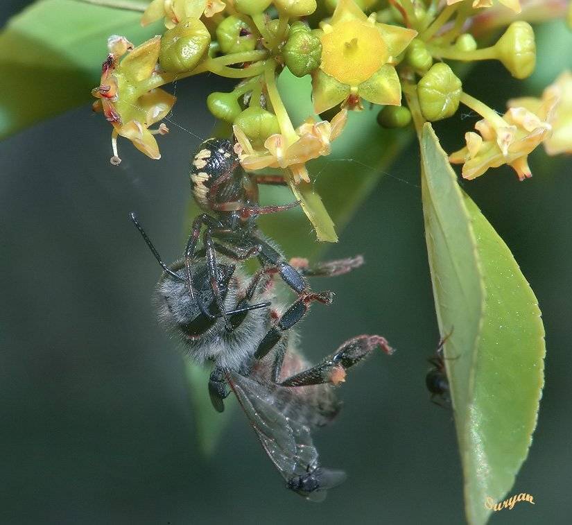паук, пчелка, держи-дерево, Олег Сурьянинов