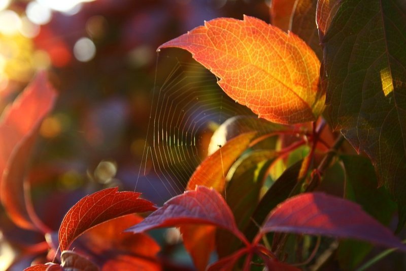 Осенний цвет фото превью