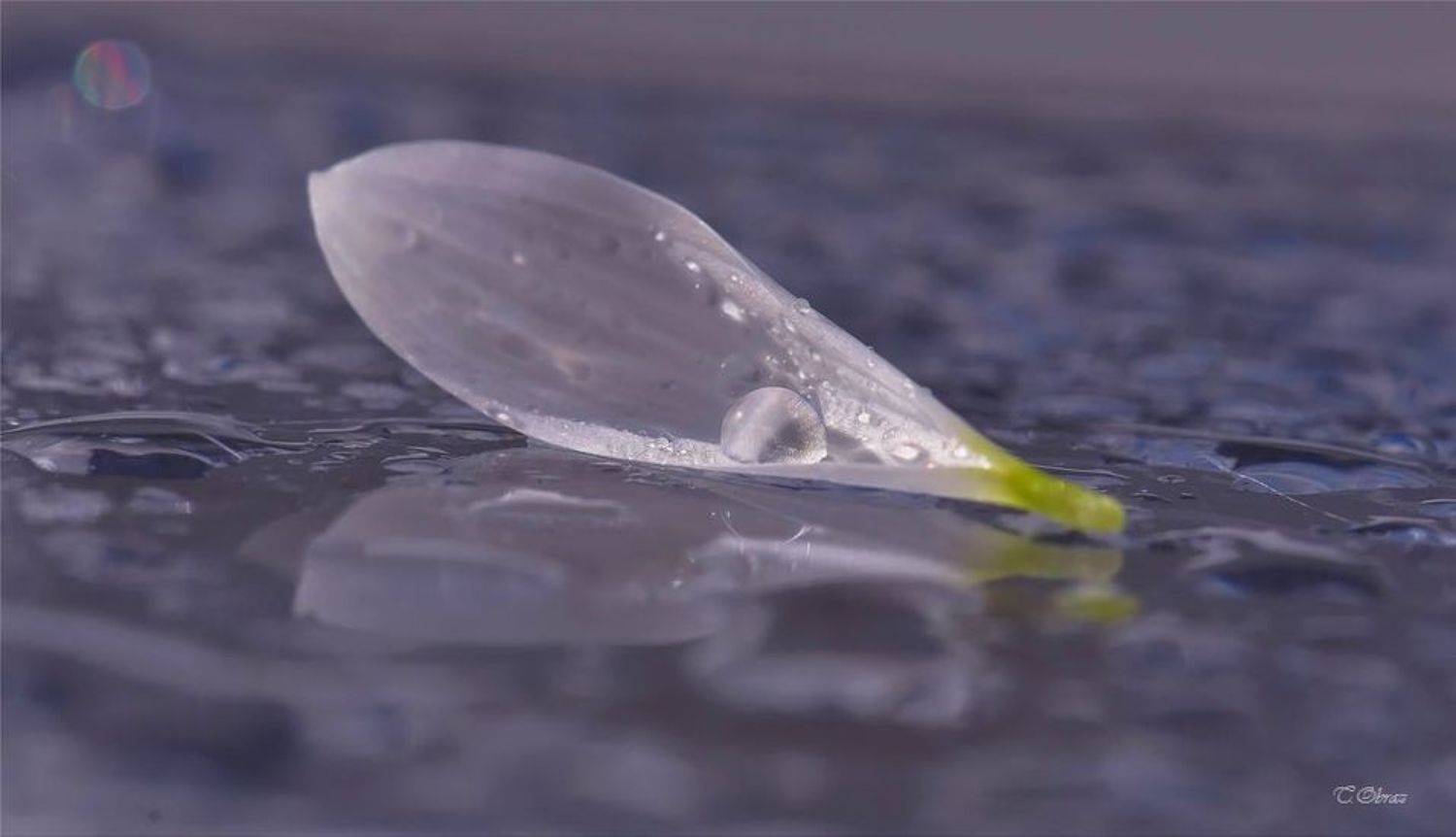 , Татьяна Образ