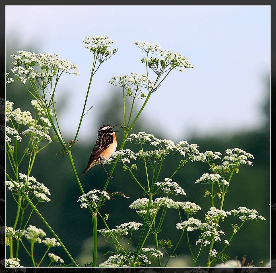 птичка, луговой чекан, Андрей Финогенов