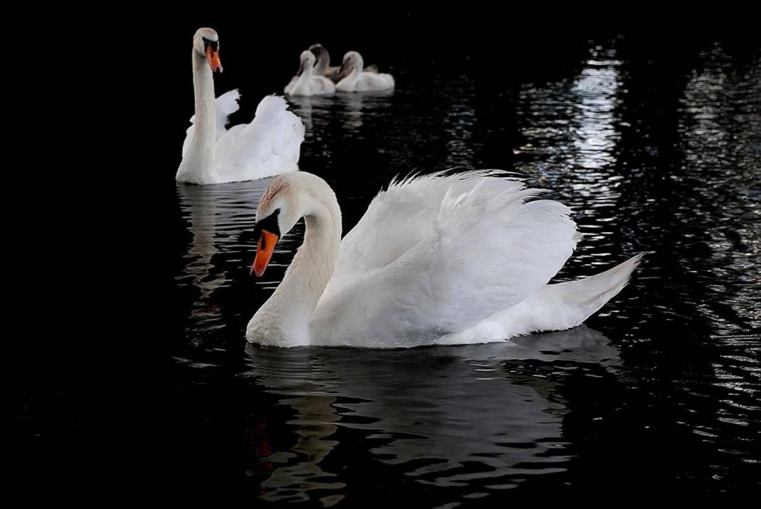 лебеди,птицы, zavlili