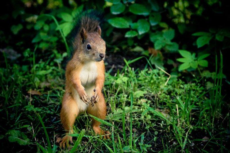 *** фото превью