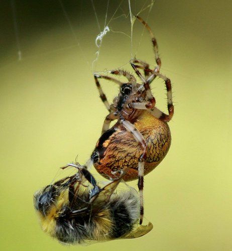 Удачная охота!