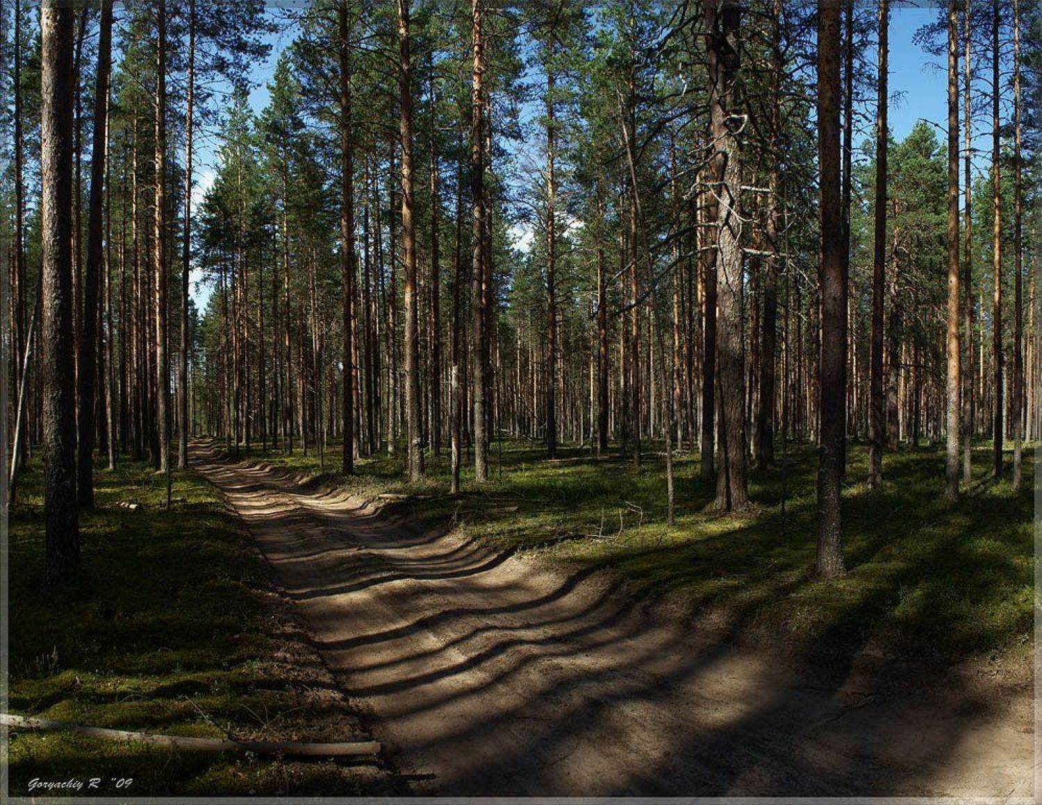 сосновы бор,лето,лес,дорога, Roman Goryachiy