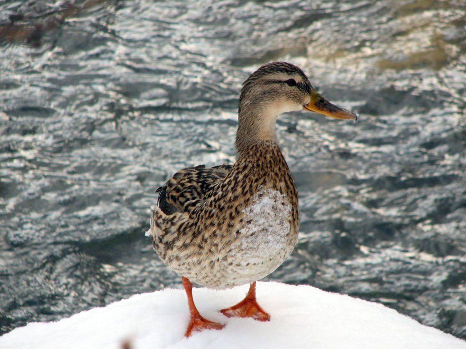 природа, река, вода, снег, утка, кряква, Юрий Соколков