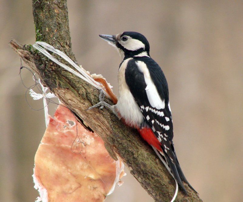 птица, сало, дятел, большой пестрый, зима О це сало... фото превью