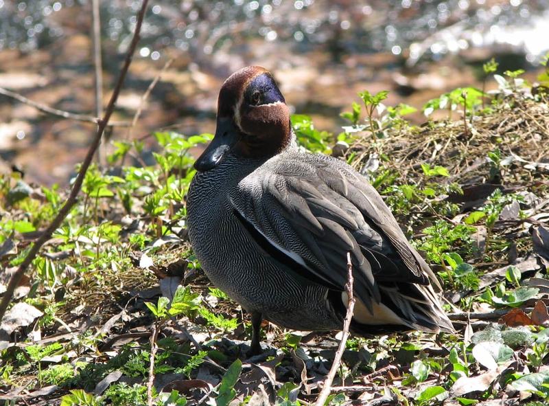 чирок свистунок, утка, весна, Свистунок фото превью