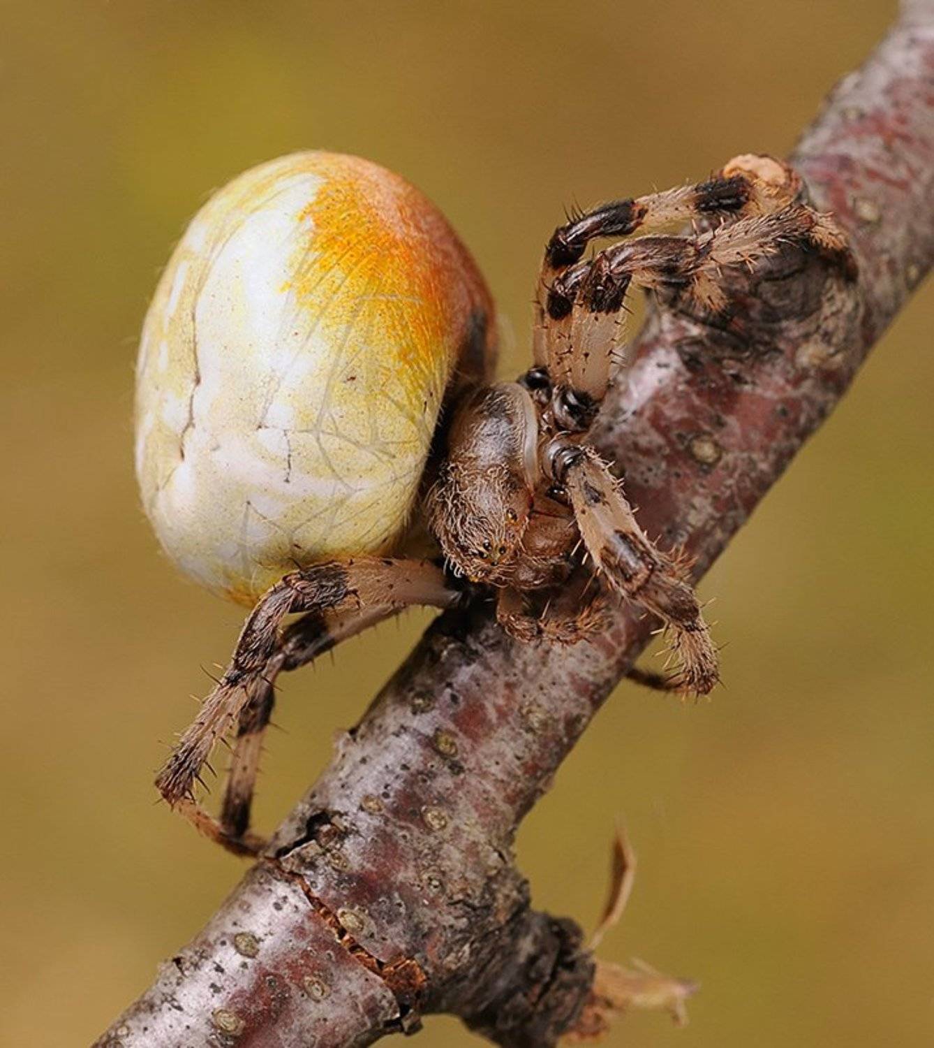паук, ветка, Курочкин Валерий