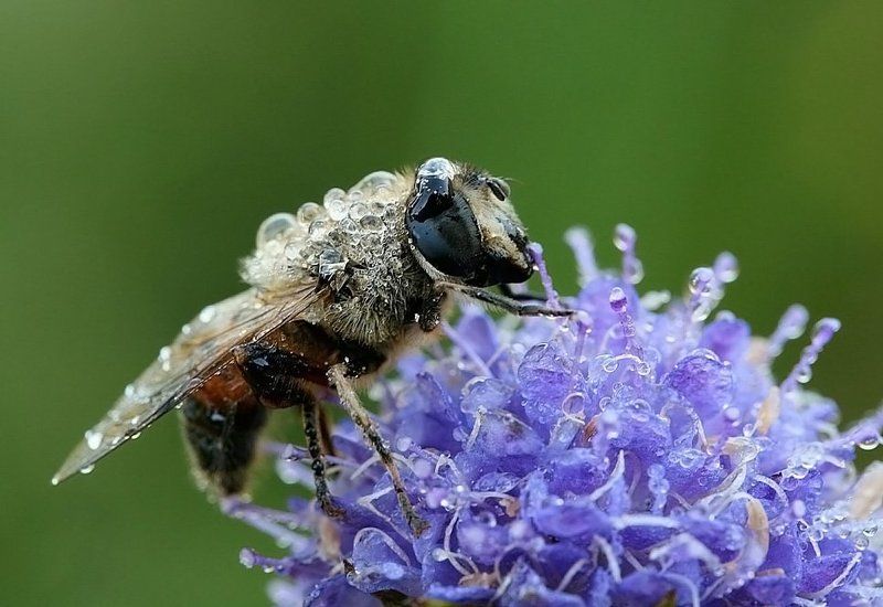 утро,роса,муха Мокренькая фото превью