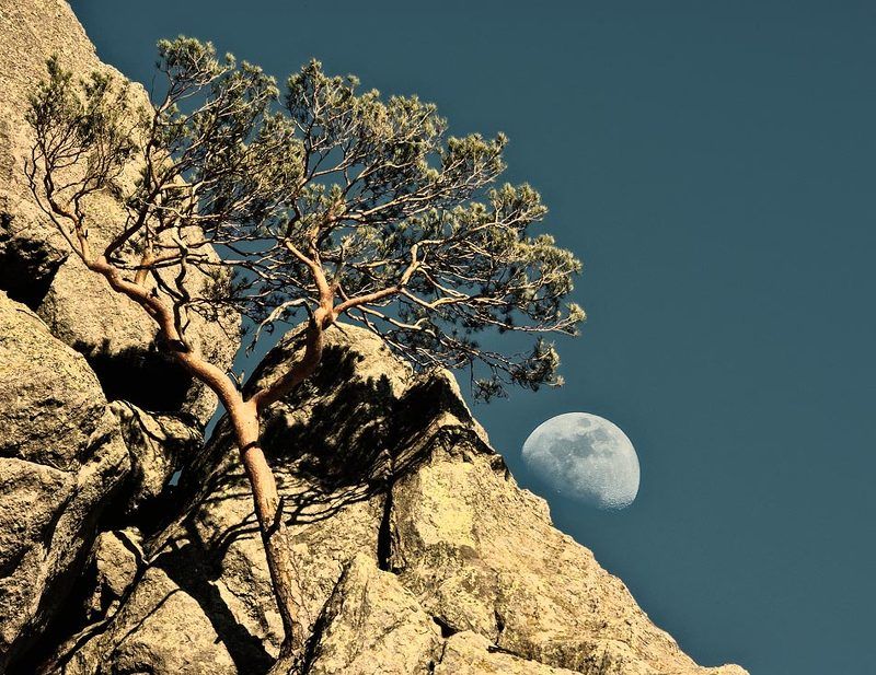 Лунное дерево фото превью