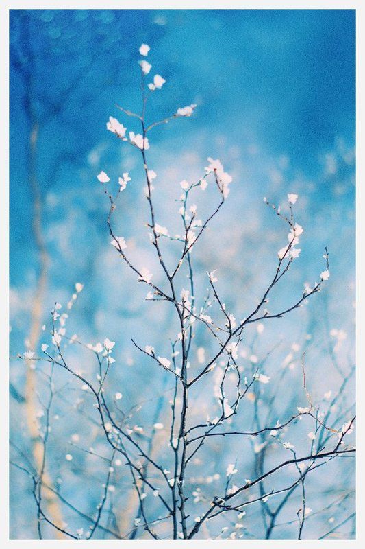 Цветущий иней фото превью