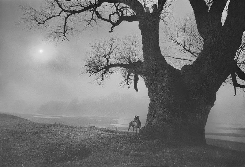 silens... фото превью