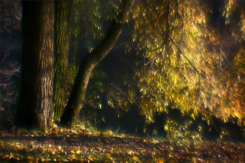 Осень на ветках тихонько шуршала.. Златом пылала.. И опадала... фото превью