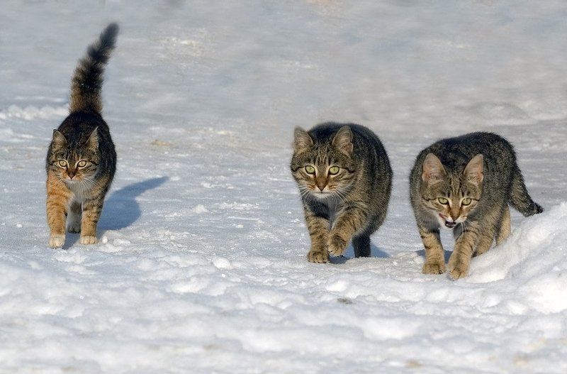 шпана фото превью