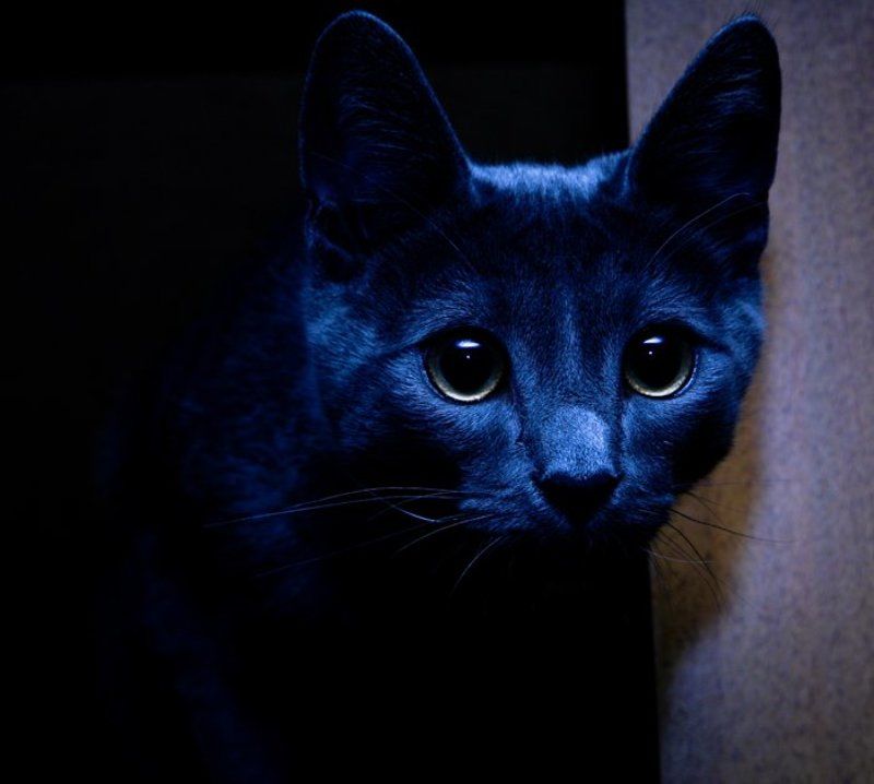 Le Chat фото превью