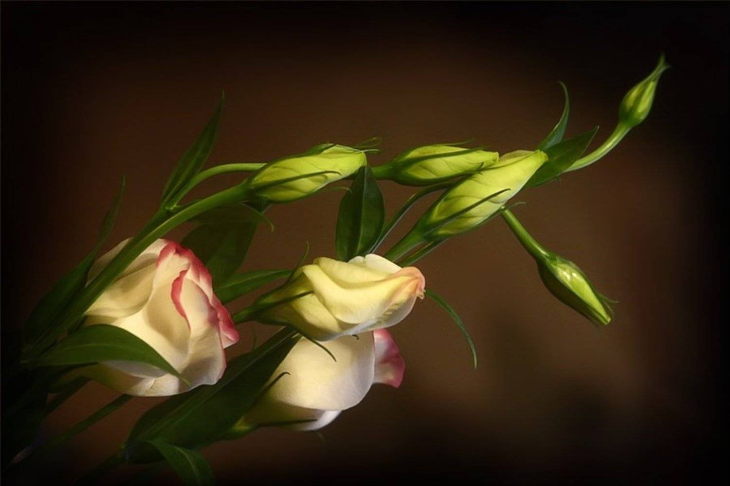 цветы, , эустома, nadyk