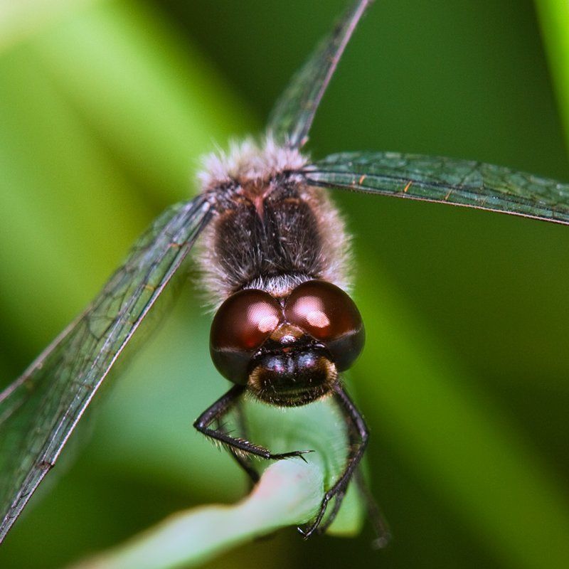 стрекоза Взгляд фото превью