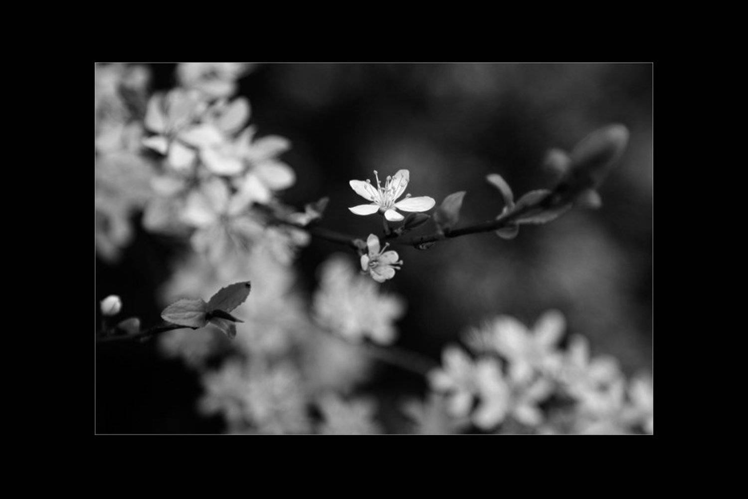 цветы, весна, монохром, Сергей Матвиец (chieffpovar)