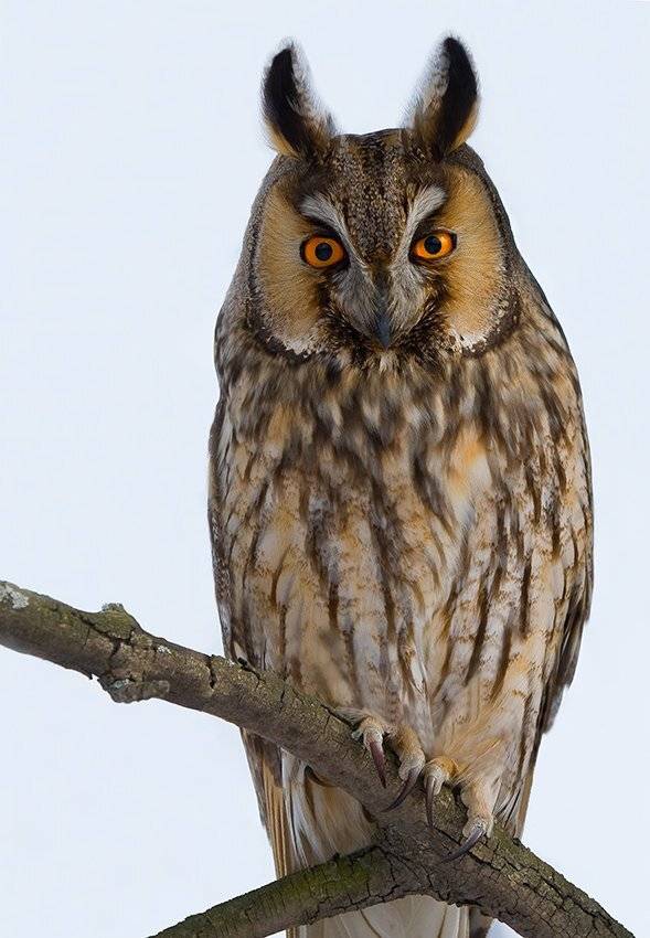 ушастая, сова, Андрей Алексеев