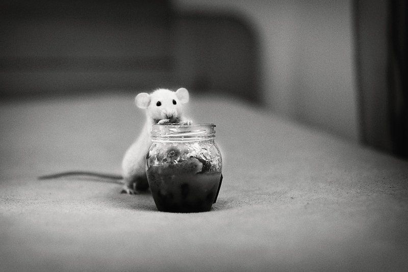 dorian, xerxes, honey, nuts, mouse ... фото превью