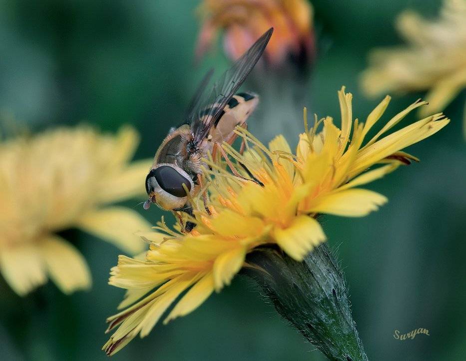 одуванчик, журчалка, осень, Олег Сурьянинов