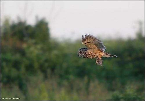 Сова ушастая  (Asio otus)