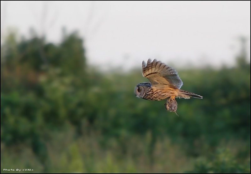 Сова ушастая  (Asio otus)