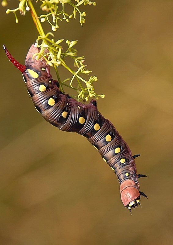 А как оно - летать? фото превью