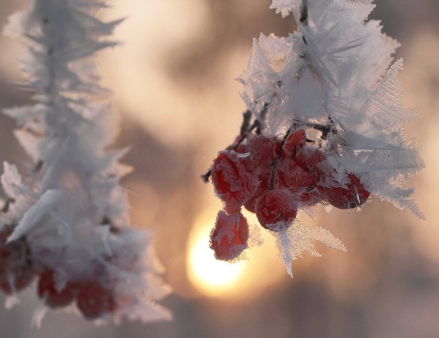 , Максим Евдокимов