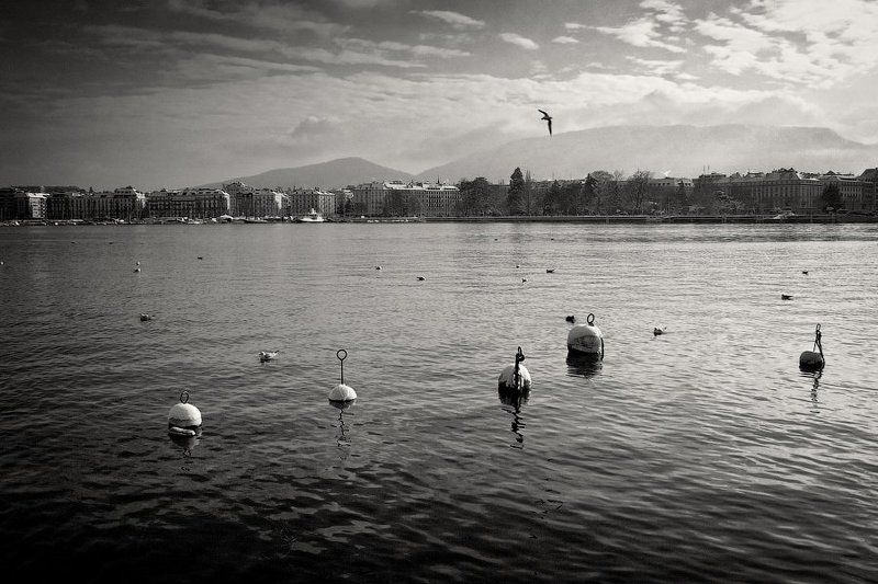 швейцария, женева, город, озеро, вода, буй, чайка, птица, небо, гора, зима, dyadyavasya Заплыв фото превью