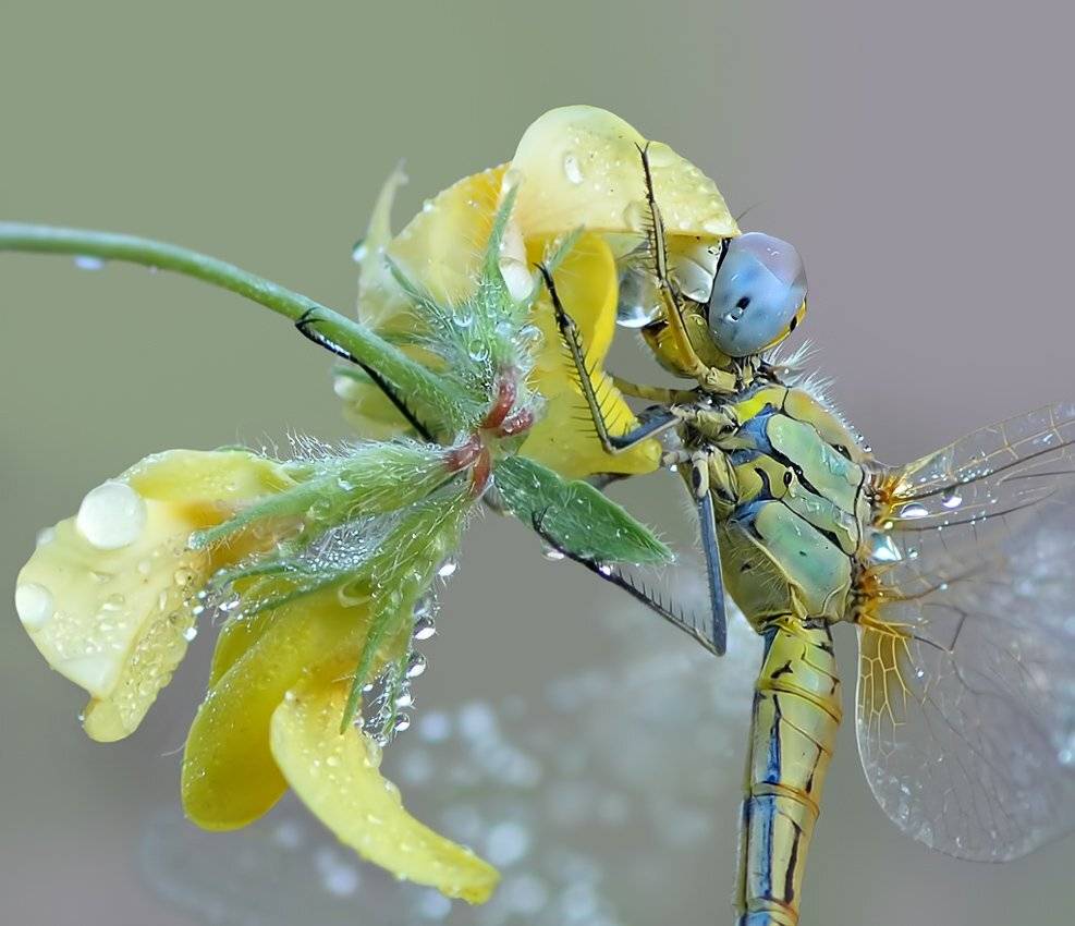 , Алёна Шевцова