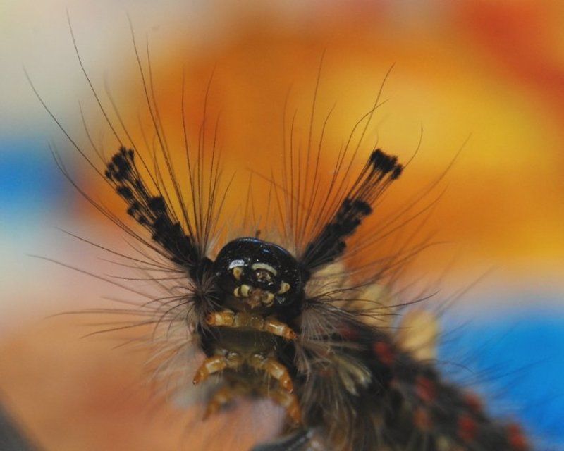 гламур фото превью