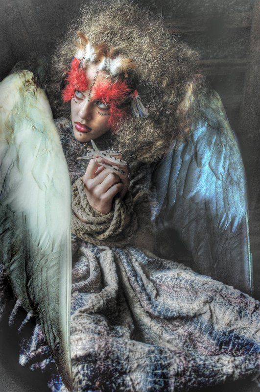 жар птица фото превью